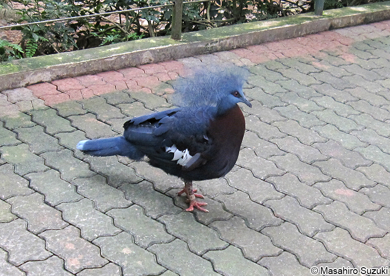 カンムリバト Goura cristata