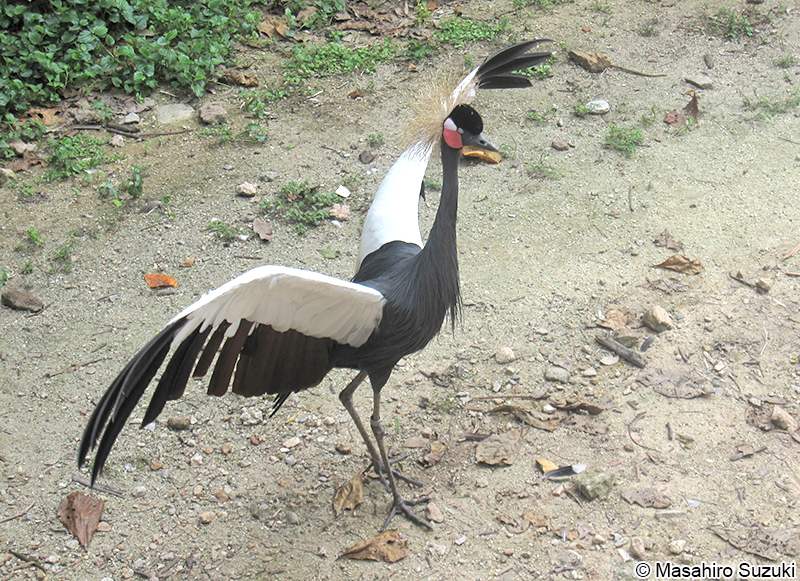 カンムリヅル Balearica pavonina