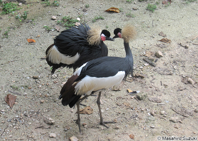 カンムリヅル Balearica pavonina