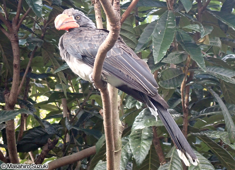 カンムリコサイチョウ Lophoceros alboterminatus