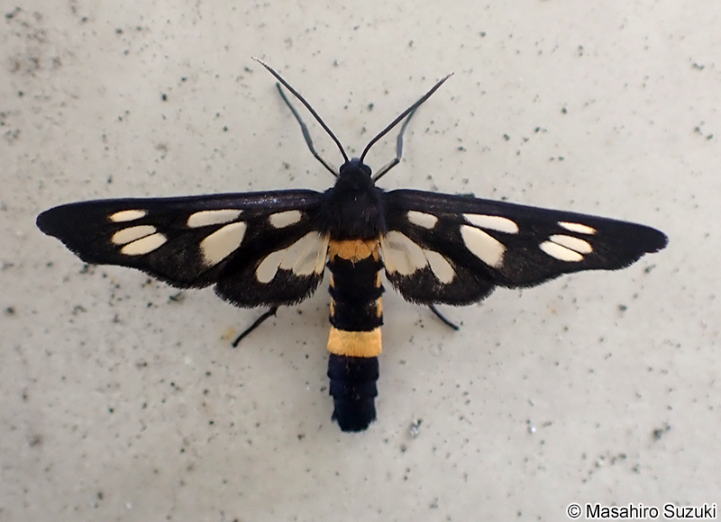 カノコガ Amata fortunei