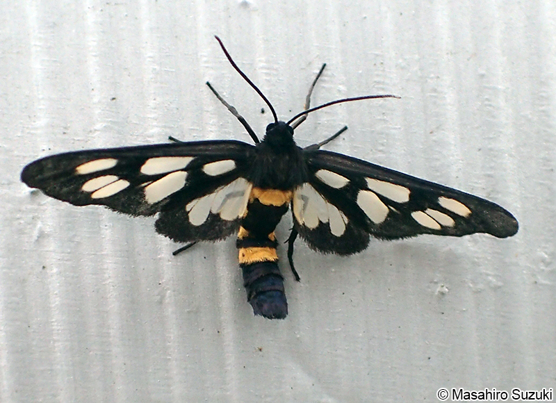 カノコガ Amata fortunei