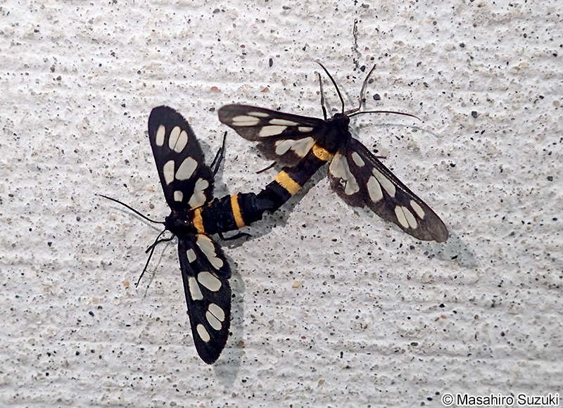 カノコガ Amata fortunei