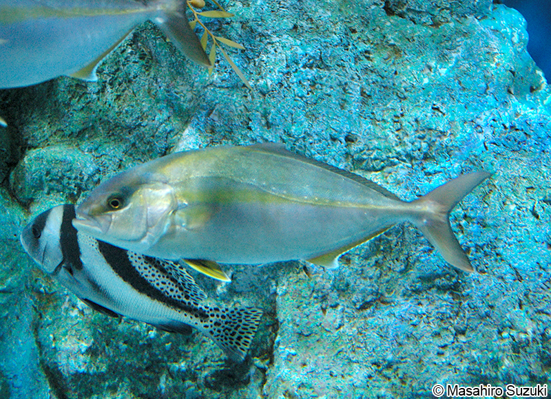 カンパチ Seriola dumerili
