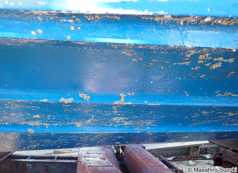 カンザシゴカイ科 Serpulidae