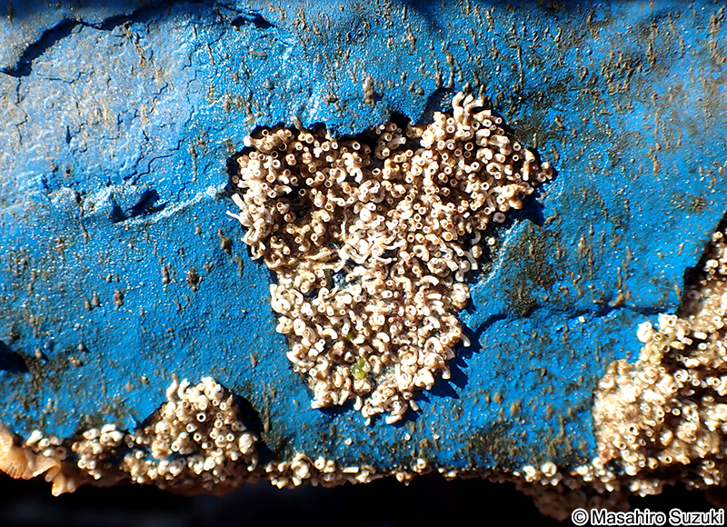 カンザシゴカイ科 Serpulidae