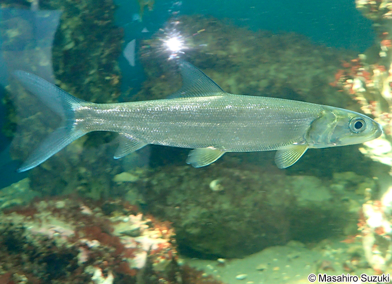 カライワシ Elops hawaiensis