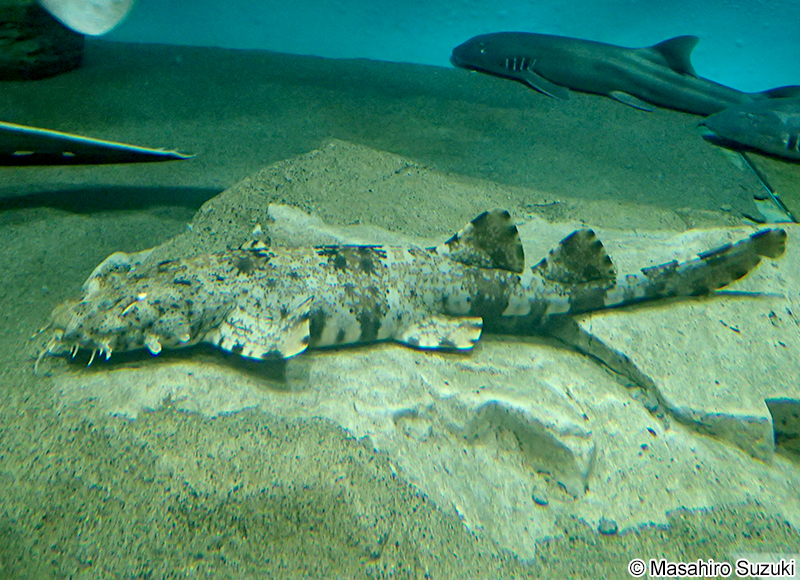 ドワーフオルネートウォビゴング Orectolobus ornatus