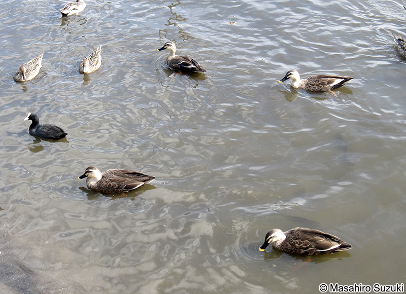 カルガモ Anas zonorhyncha