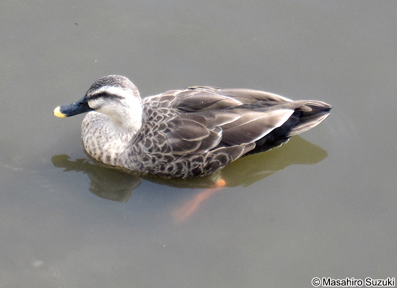 カルガモ Anas zonorhyncha