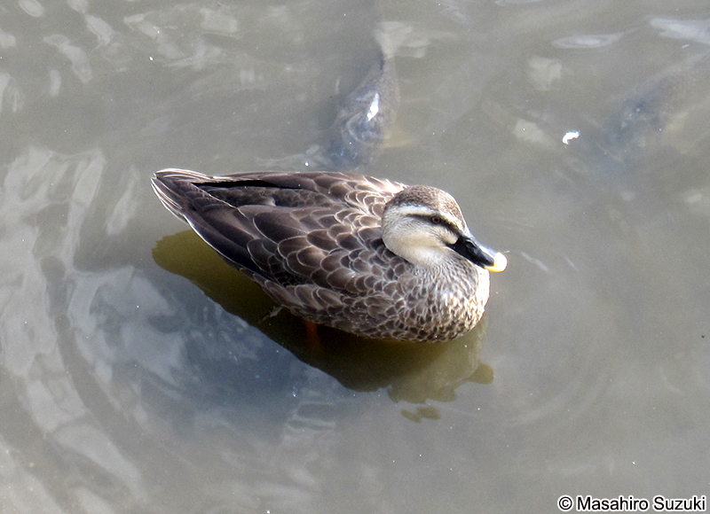 カルガモ Anas zonorhyncha