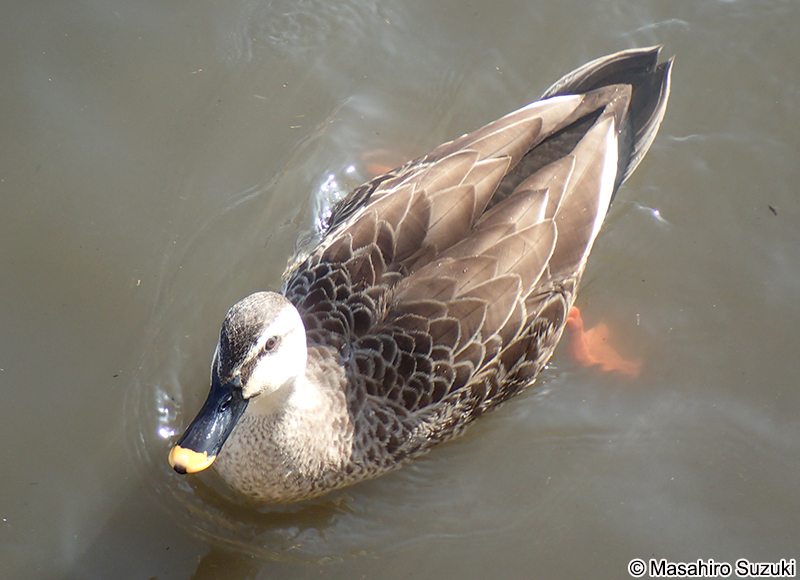 カルガモ Anas zonorhyncha