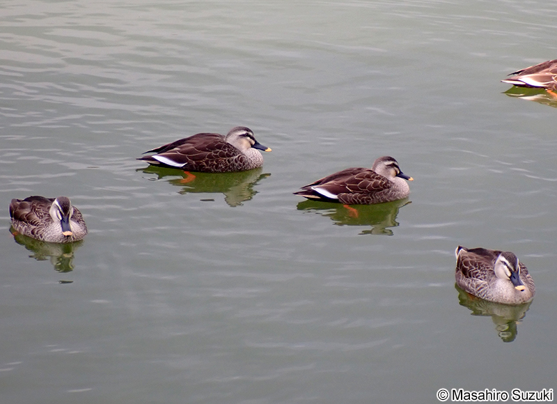 カルガモ Anas zonorhyncha