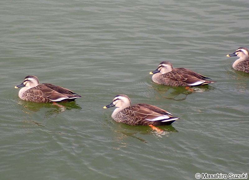 カルガモ Anas zonorhyncha