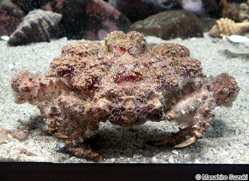 カルイシガニ Daldorfia horrida