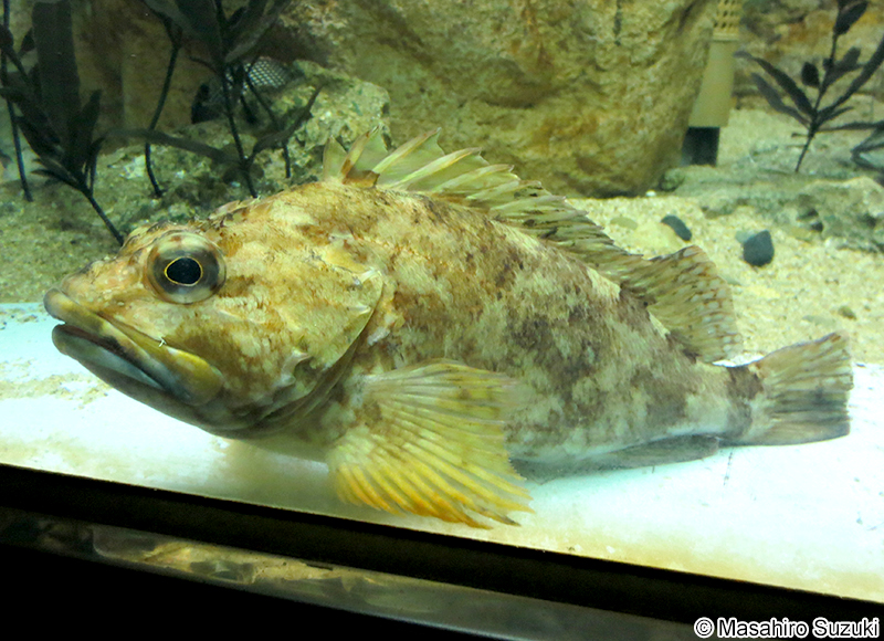 カサゴ Sebastiscus marmoratus