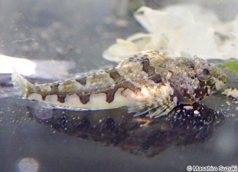 カサゴ Sebastiscus marmoratus