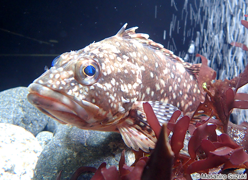 カサゴ Sebastiscus marmoratus