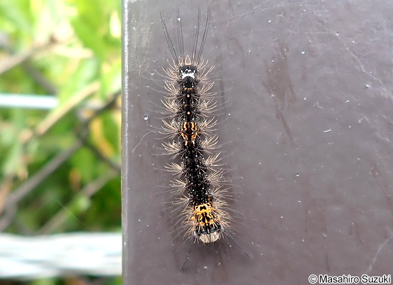 カシワマイマイ Lymantria mathura aurora