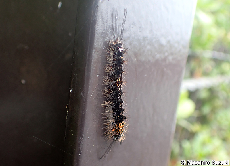 カシワマイマイ Lymantria mathura aurora