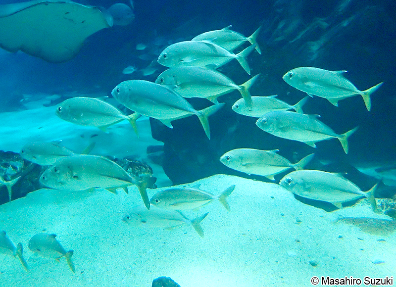 カスミアジ Caranx melampygus