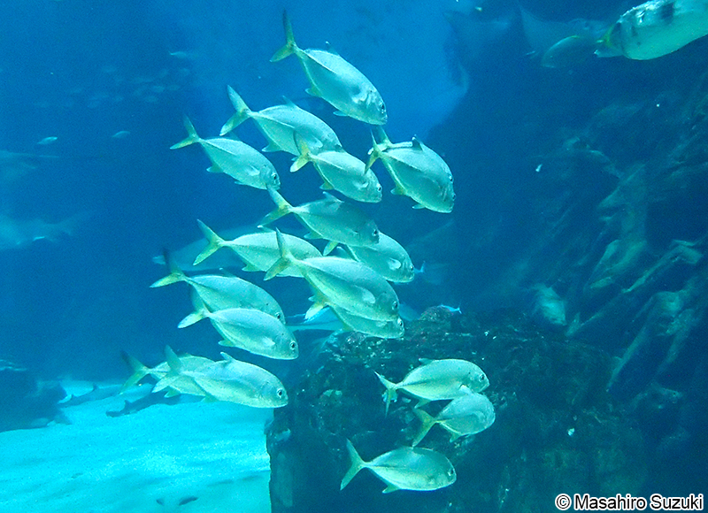 カスミアジ Caranx melampygus