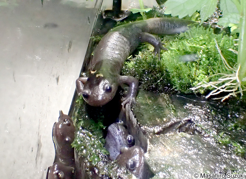 カスミサンショウオ Hynobius nebulosus