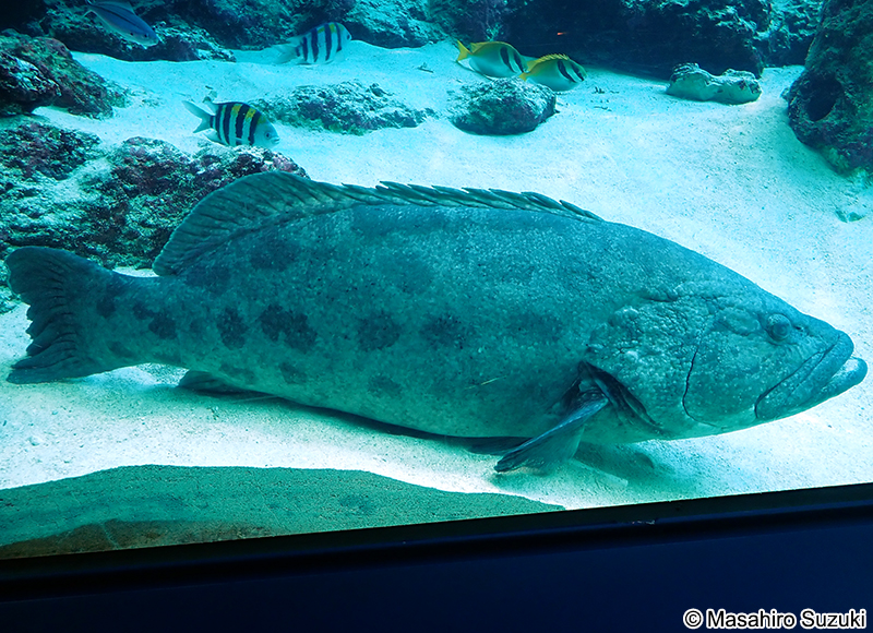 カスリハタ Epinephelus tukula