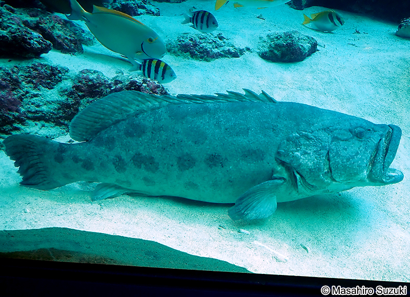 カスリハタ Epinephelus tukula