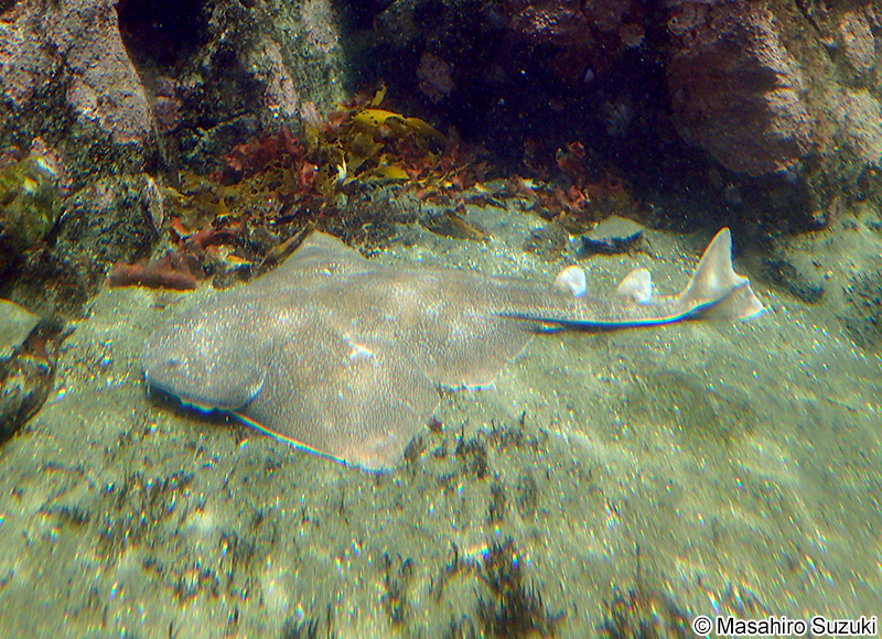 カスザメ Squatina japonica