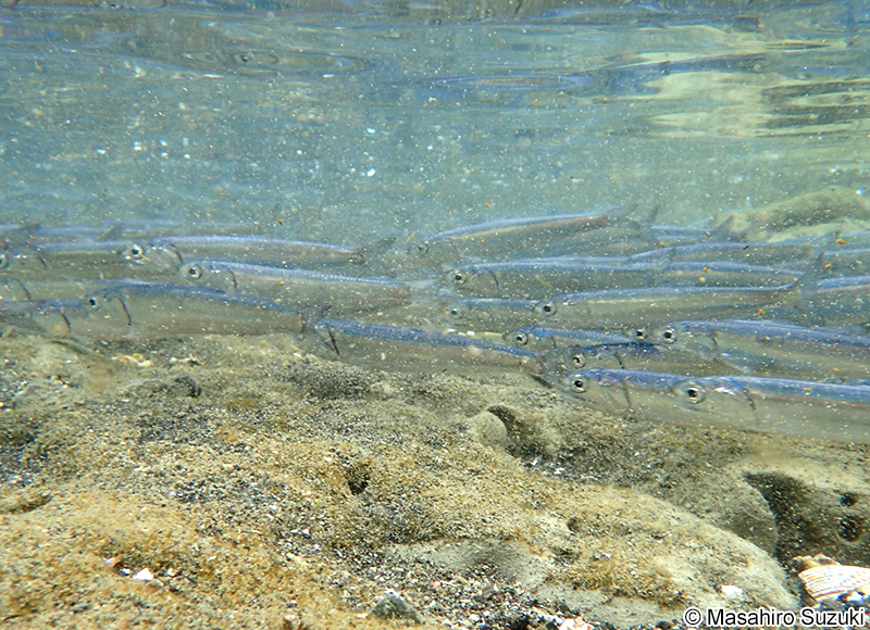 カタクチイワシ Engraulis japonicus