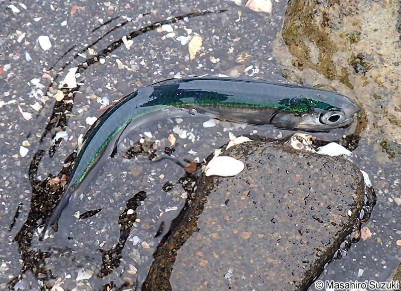 カタクチイワシ Engraulis japonicus