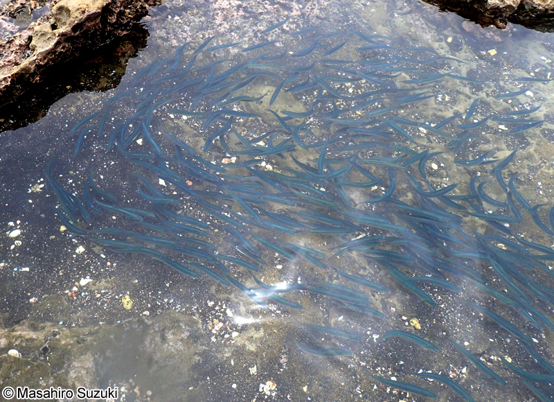 カタクチイワシ Engraulis japonicus