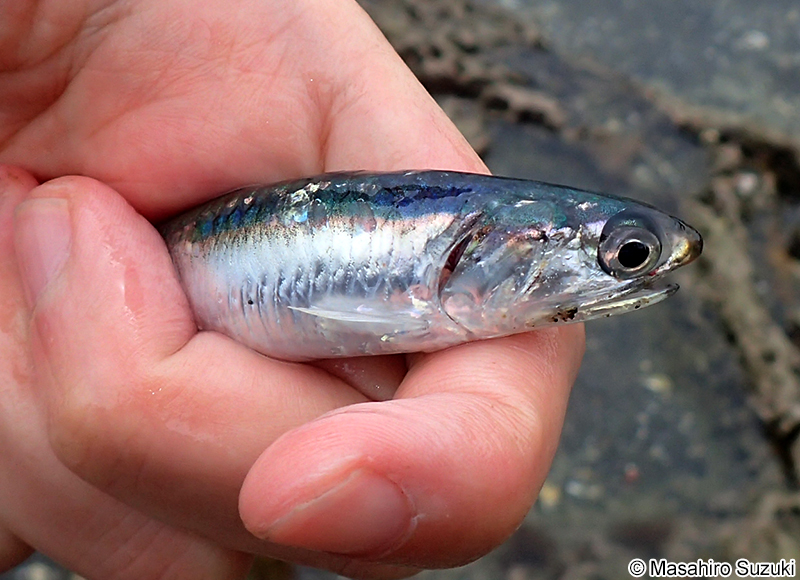 カタクチイワシ Engraulis japonicus