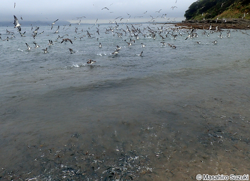 カタクチイワシ Engraulis japonicus