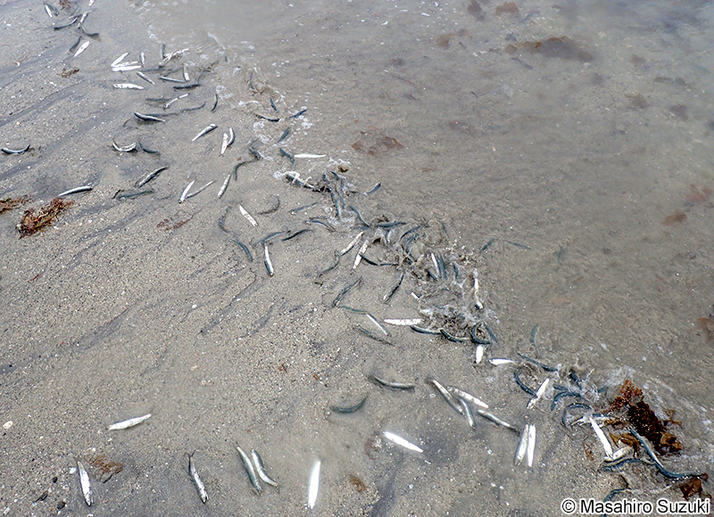 カタクチイワシ Engraulis japonicus