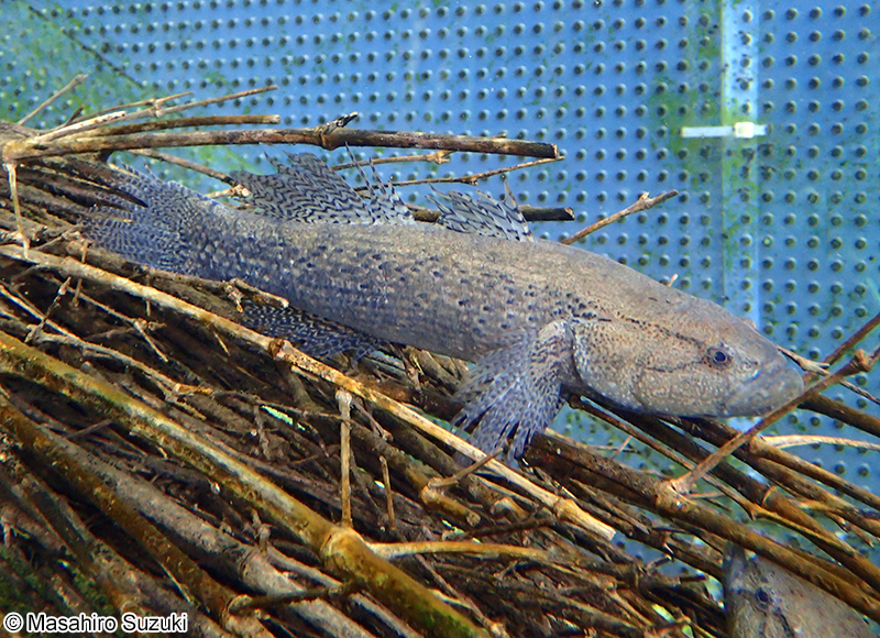 カワアナゴ Eleotris oxycephala