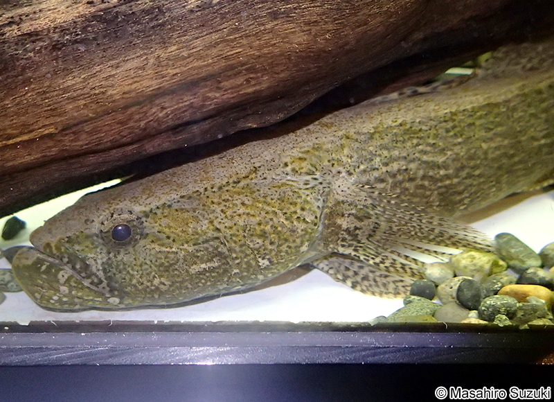 カワアナゴ Eleotris oxycephala