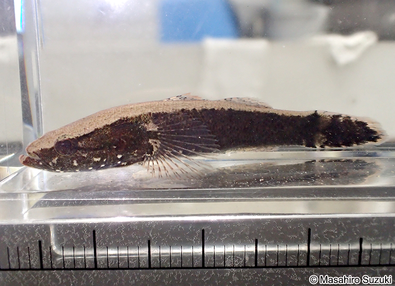 カワアナゴ Eleotris oxycephala