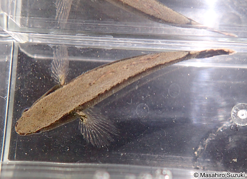 カワアナゴ Eleotris oxycephala