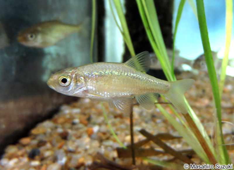 カワバタモロコ Hemigrammocypris rasborella