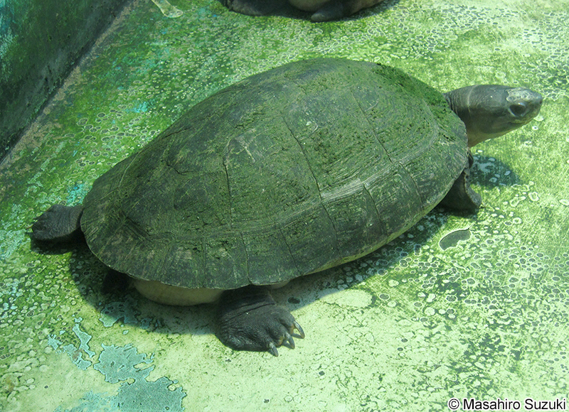 ボルネオカワガメ Orlitia borneensis