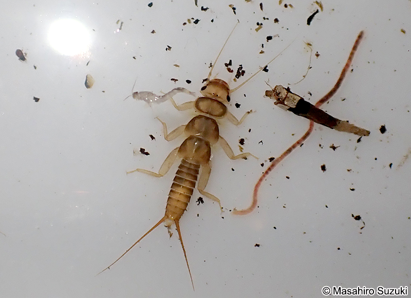 カワゲラの仲間の幼虫