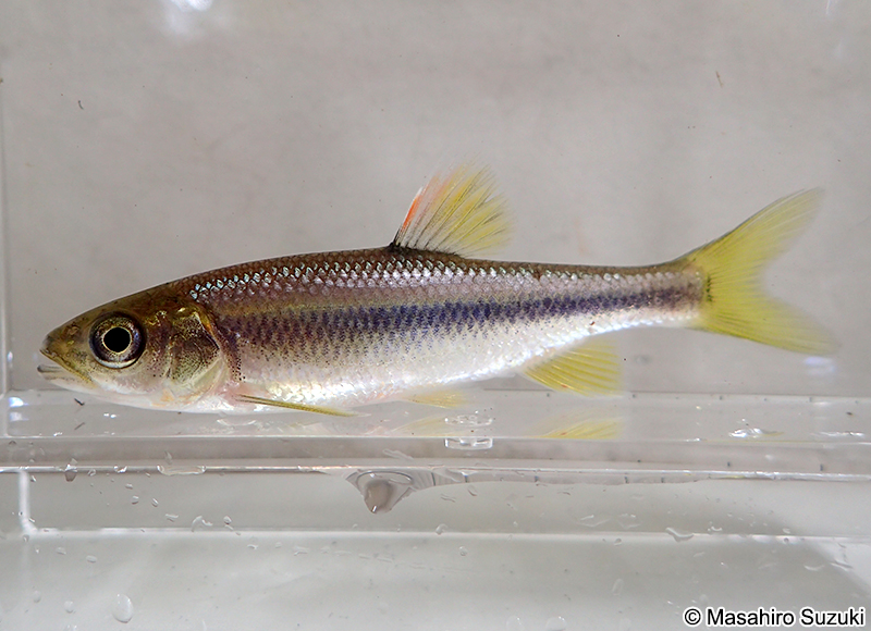 カワムツ Candidia temminckii