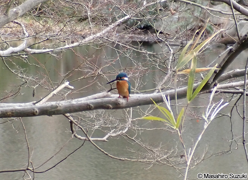 カワセミ Alcedo atthis