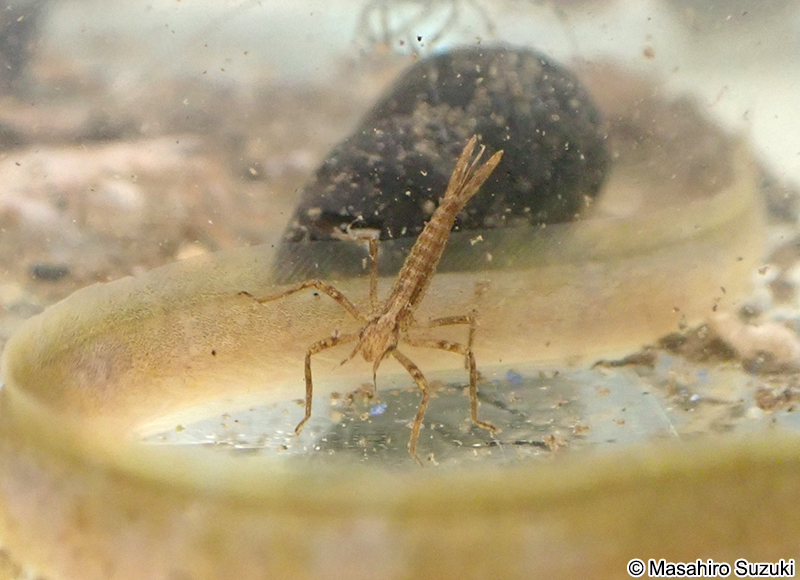 カワトンボ科の幼虫