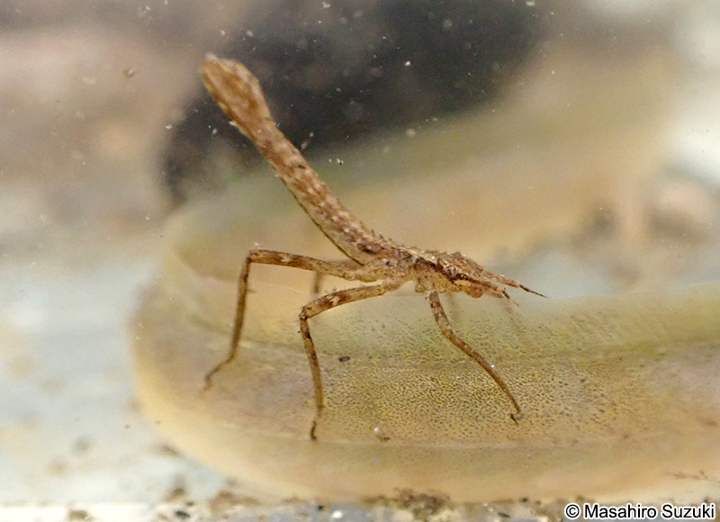 カワトンボ科の幼虫