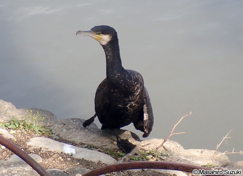 カワウ Phalacrocorax carbo