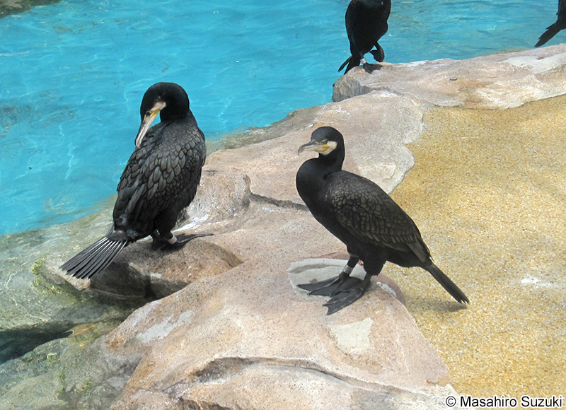 カワウ Phalacrocorax carbo