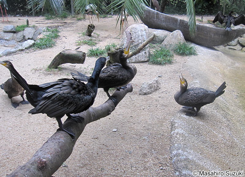 カワウ Phalacrocorax carbo